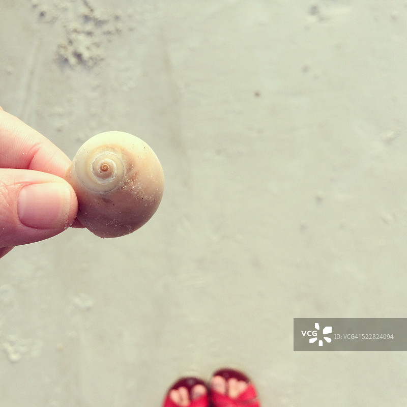 发现玉螺图片素材