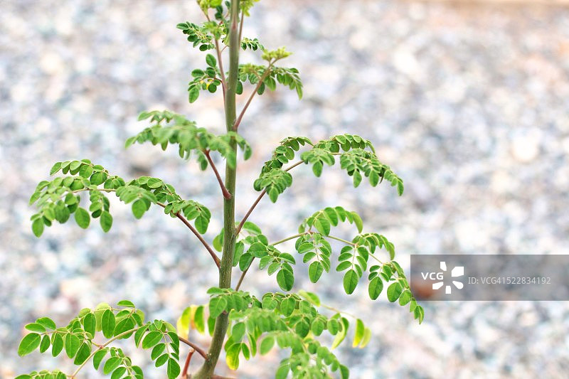 森林中生长的辣木树枝特写图片素材