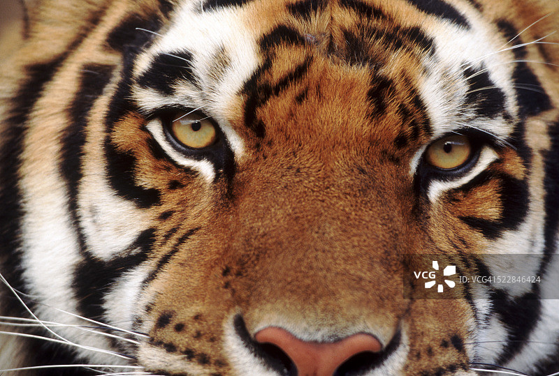 面对老虎图片素材