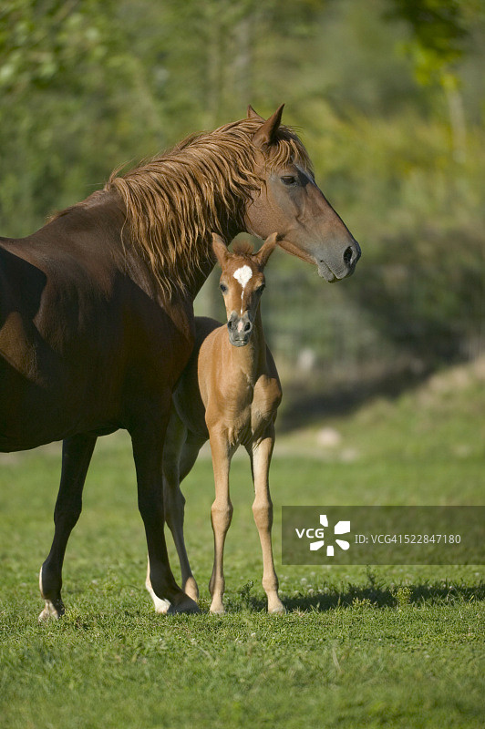 母马守护着小马驹图片素材