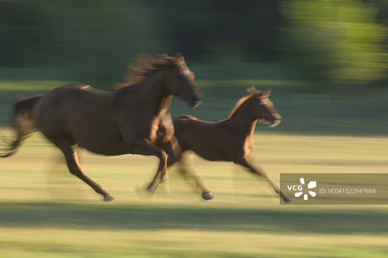 母马和小马奔跑图片素材
