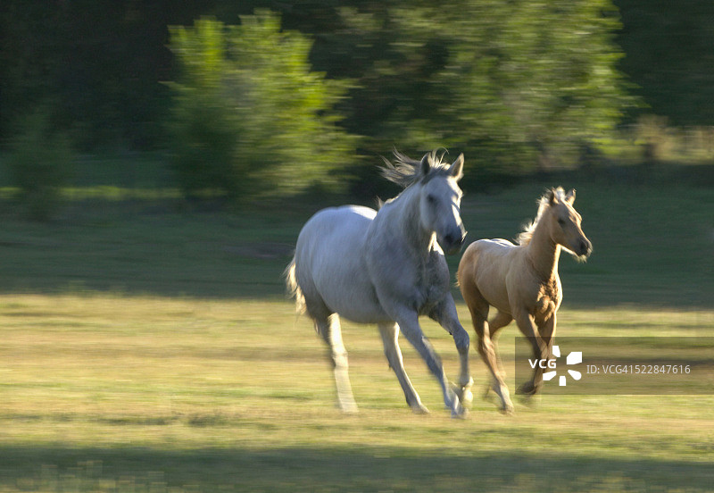 奔跑的马群图片素材