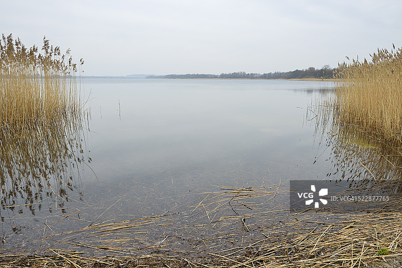 湖畔芦苇图片素材