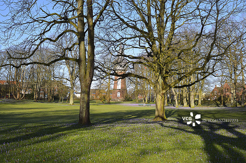 公园里的树木图片素材