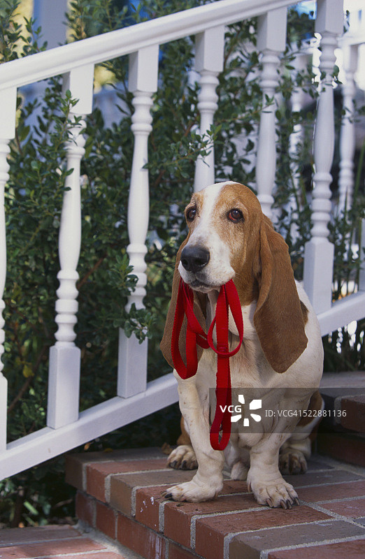 在前廊等待散步图片素材
