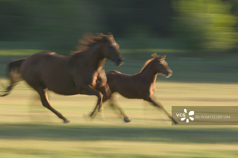 四分之一夸特马和驹在奔跑图片素材