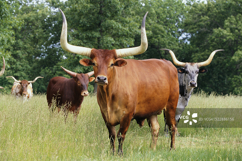 牧场里的牛群图片素材