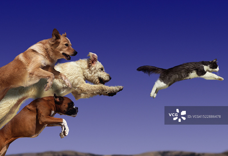 小狗追逐猫图片素材