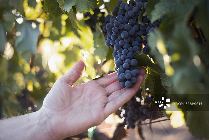 男人在葡萄园里拿着一串红葡萄图片素材