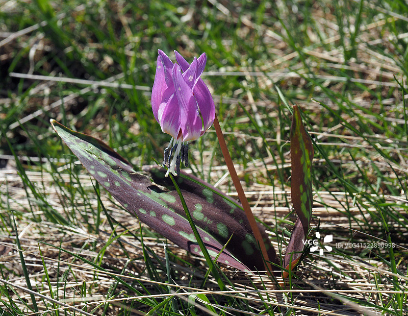 红花猪牙花在莫塔罗内山顶盛开图片素材