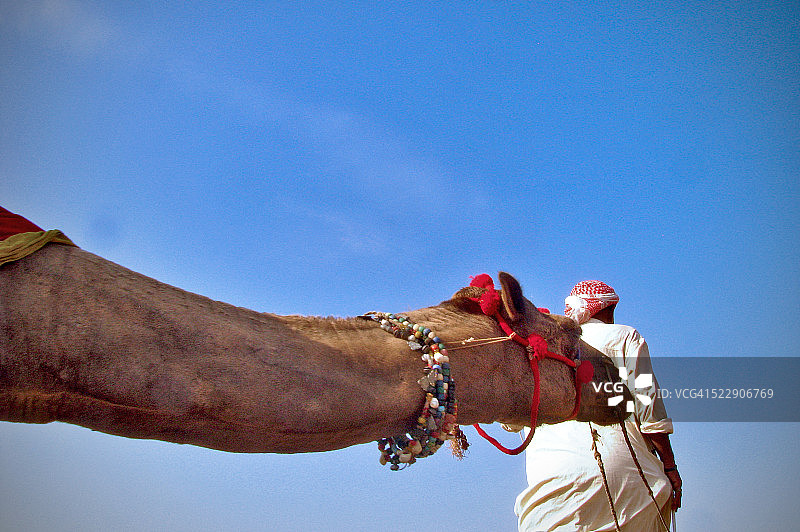 骑骆驼图片素材
