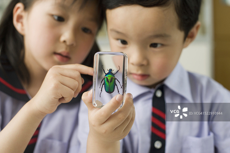 小学生观察装在盒子里的甲虫图片素材