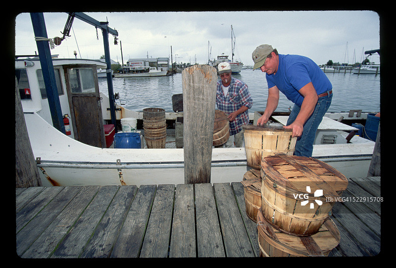 在切萨皮克湾卸载蓝色螃蟹图片素材