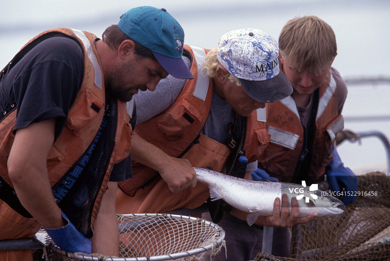 检查三文鱼是否有虱子图片素材