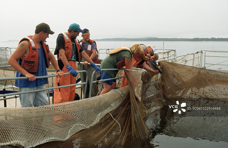 在农场检查鲑鱼图片素材