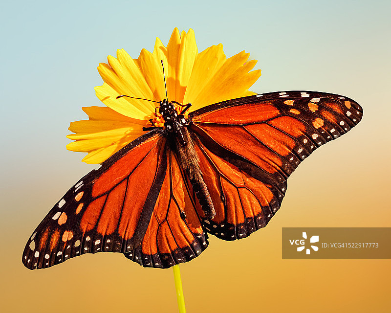 翅膀在花朵上舒展开的帝王蝶图片素材