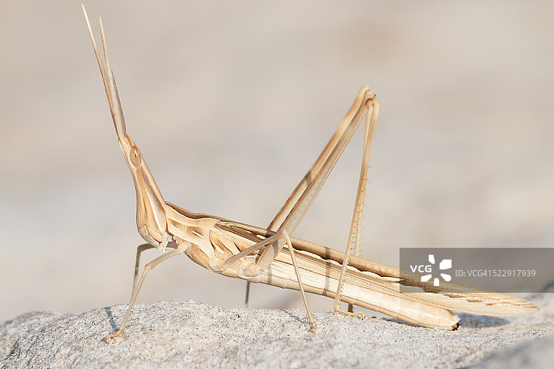 树枝上的蚱蜢图片素材