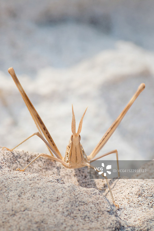 四根树枝上的蚱蜢图片素材