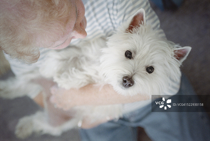 女人怀抱白色梗犬图片素材