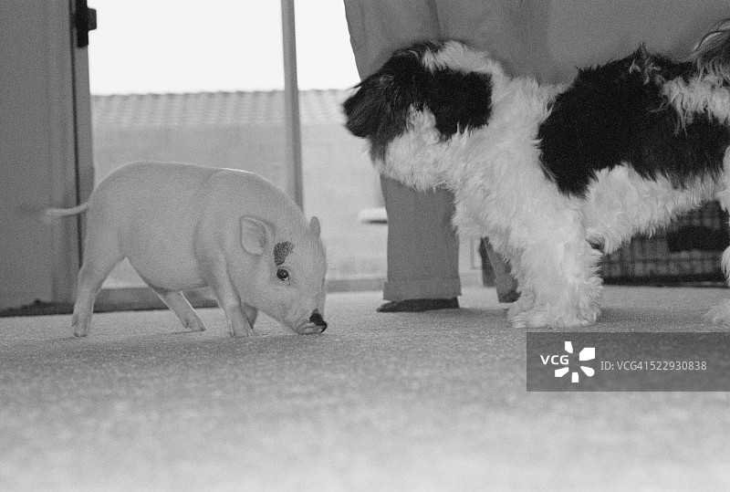 狗狗观看大肚猪图片素材