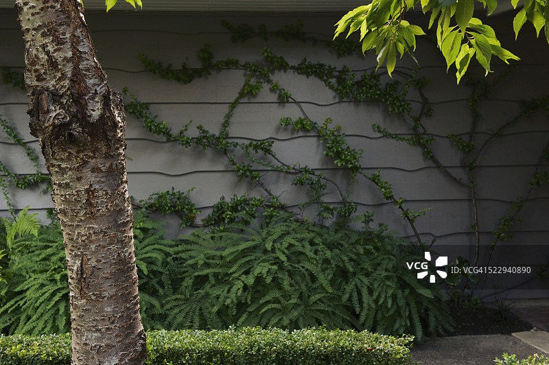 院子里生长的植物图片素材