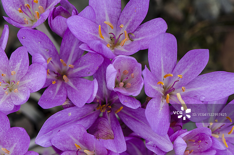 秋水仙图片素材