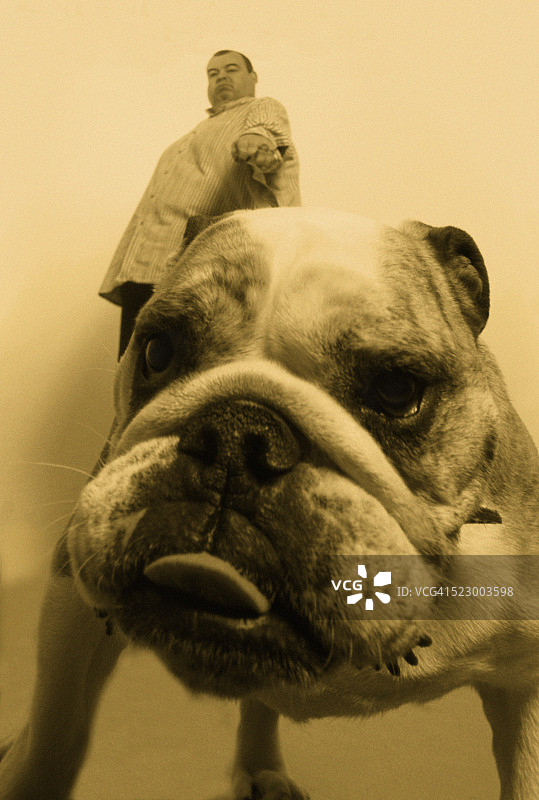 男人遛斗牛犬图片素材