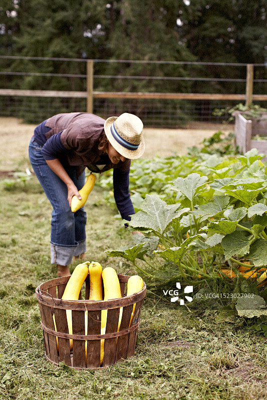 女人从花园里采摘南瓜图片素材