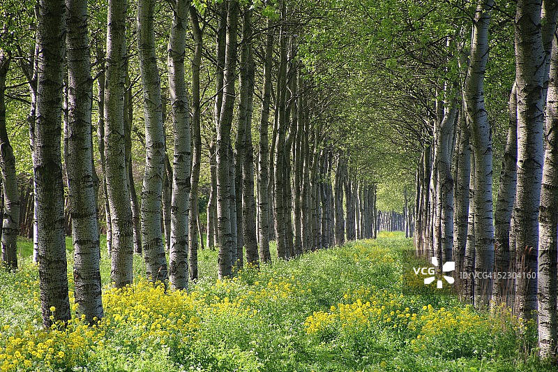 阿尔梅勒附近的灰色白杨树，弗莱福兰图片素材