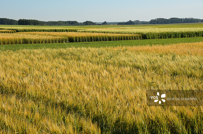 大麦田图片素材