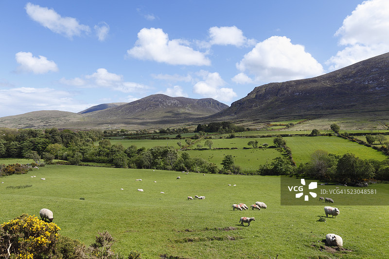 在牧场上吃草的羊群，穆恩山，唐郡，北爱尔兰，爱尔兰，英国，欧洲图片素材