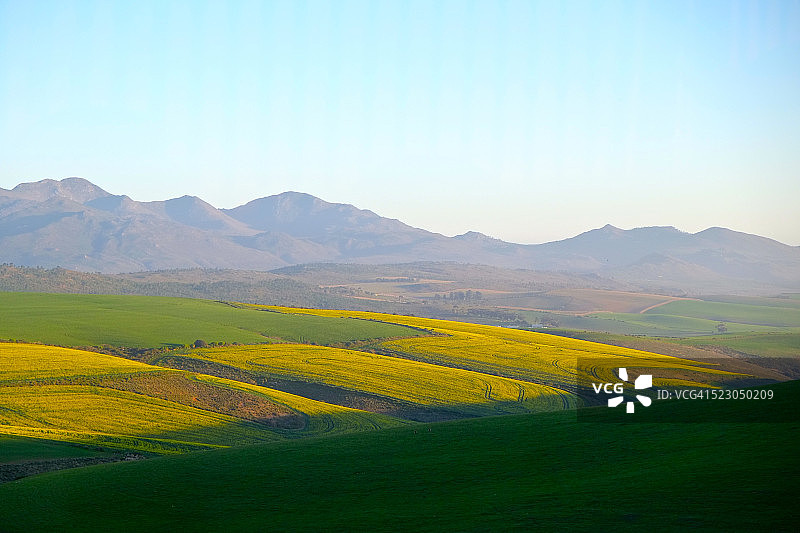 油菜花田景观图片素材