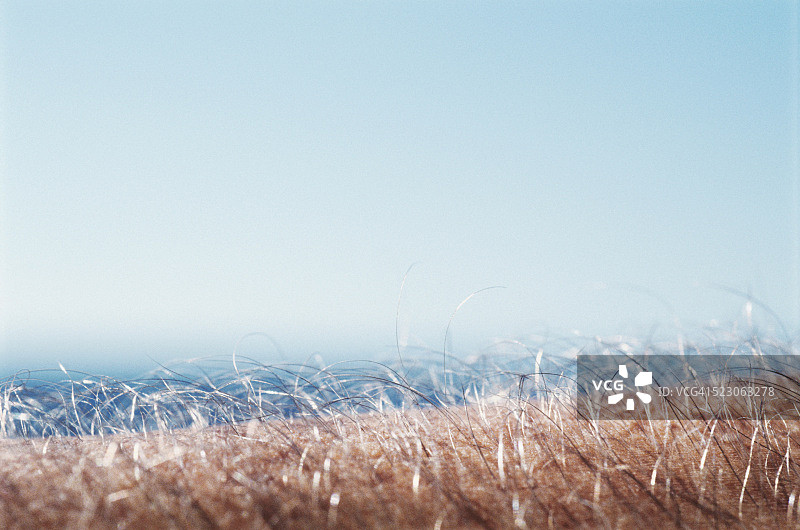 身体毛发图片素材