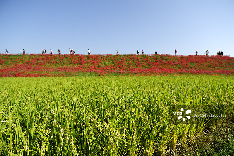 许多步行者图片素材
