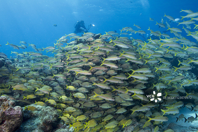 海洋保护区中的大群鱼图片素材