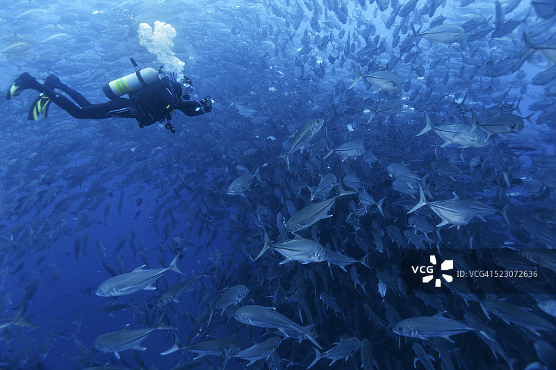 潜水员拍摄大眼鲹鱼群，科科斯岛国家公园，蓬塔雷纳斯省，哥斯达黎加图片素材