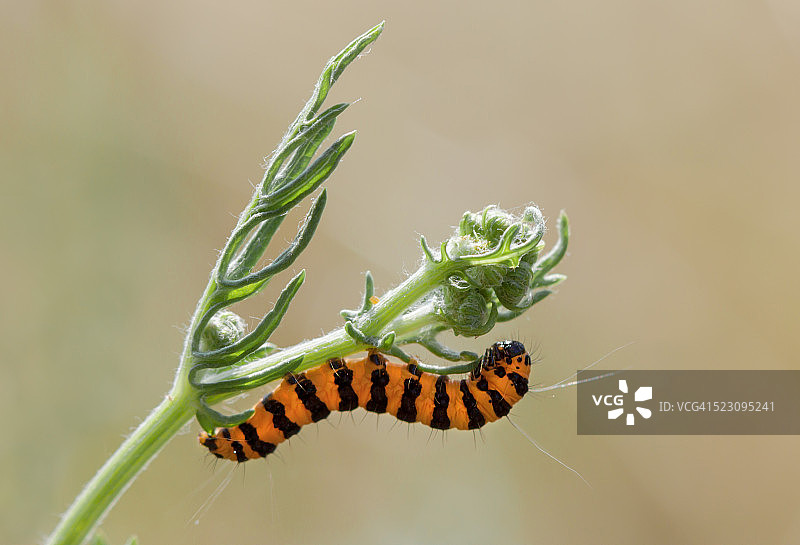 朱砂毛虫图片素材
