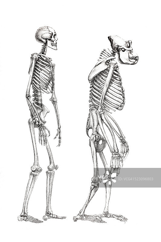 人体骨骼与猴子骨骼解剖图图片素材
