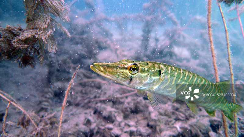 奥地利Neufelder湖上的梭鱼图片素材