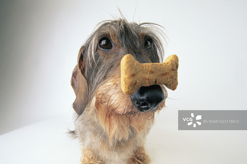 腊肠犬用鼻子平衡饼干图片素材