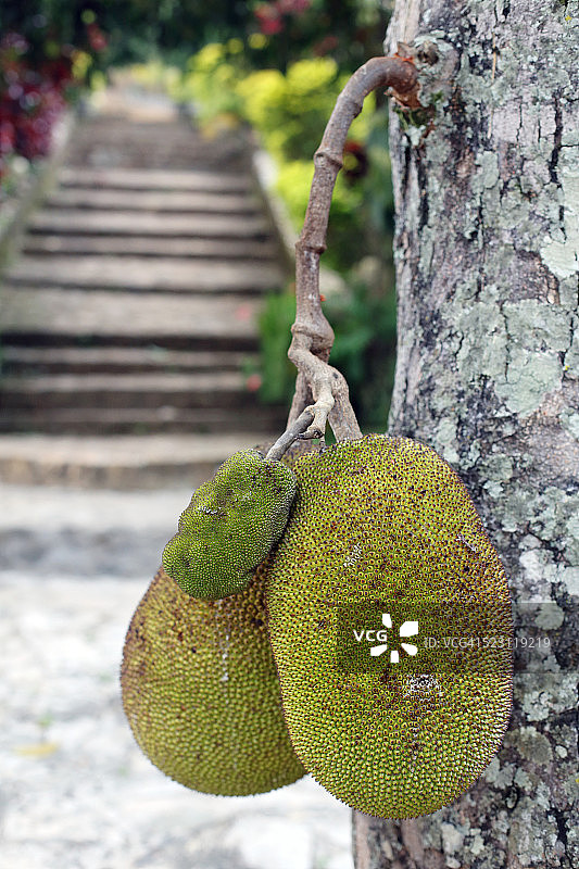 面包果图片素材