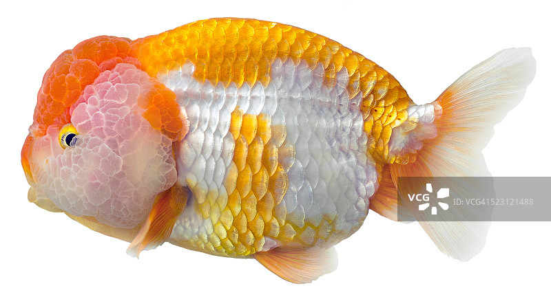 白色背景上的兰寿金鱼图片素材