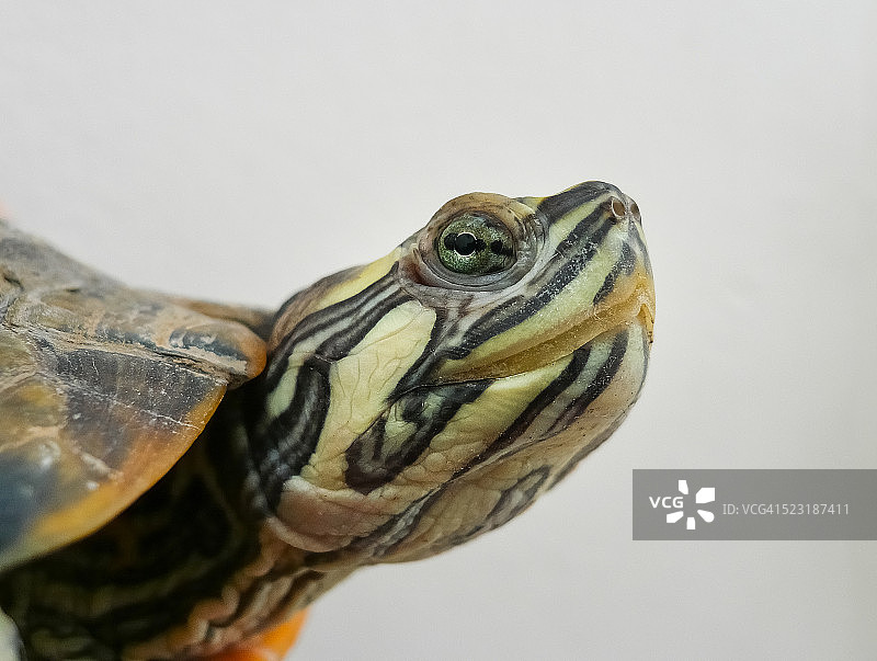 家养乌龟的特写肖像图片素材