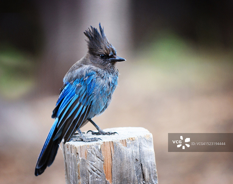 优胜美地国家公园特纳亚湖柱子上的星鸦图片素材