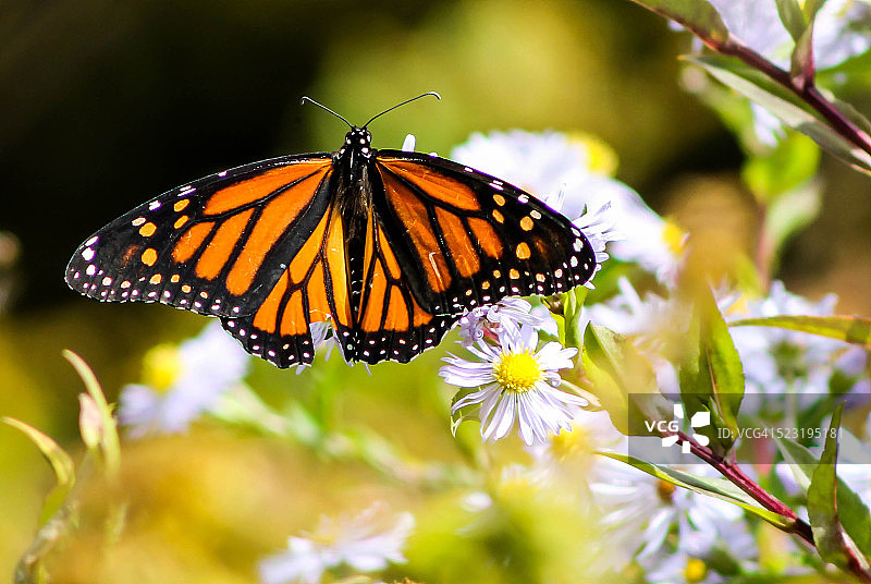 总督蝶的进食图片素材