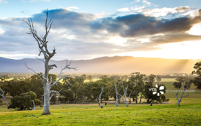 澳大利亚维多利亚州的乡村风光图片素材