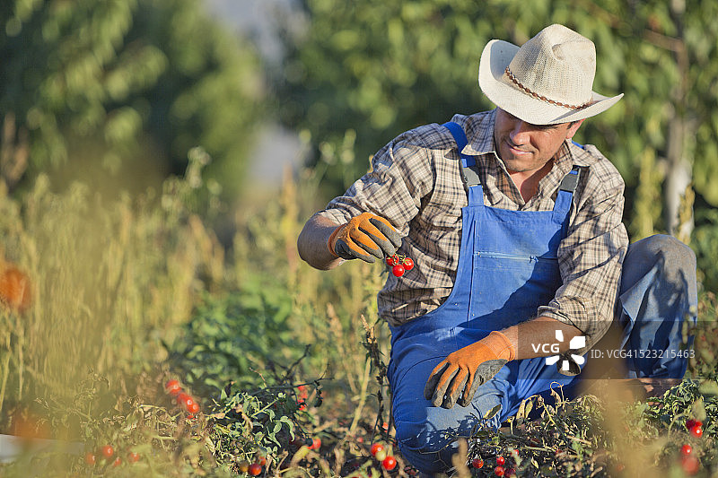 番茄地里的农民图片素材