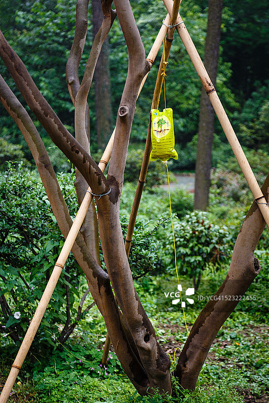 用输液袋给树木施药图片素材