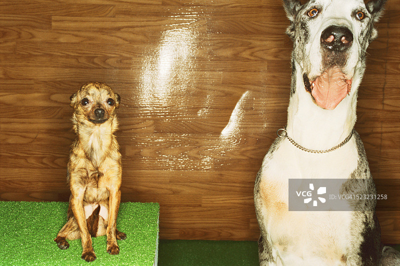 吉娃娃与大丹犬图片素材