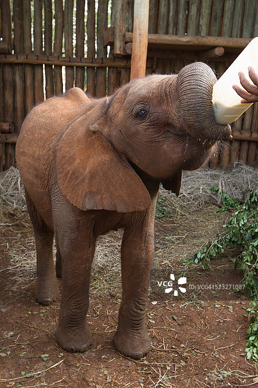 正在进食的孤儿小象图片素材